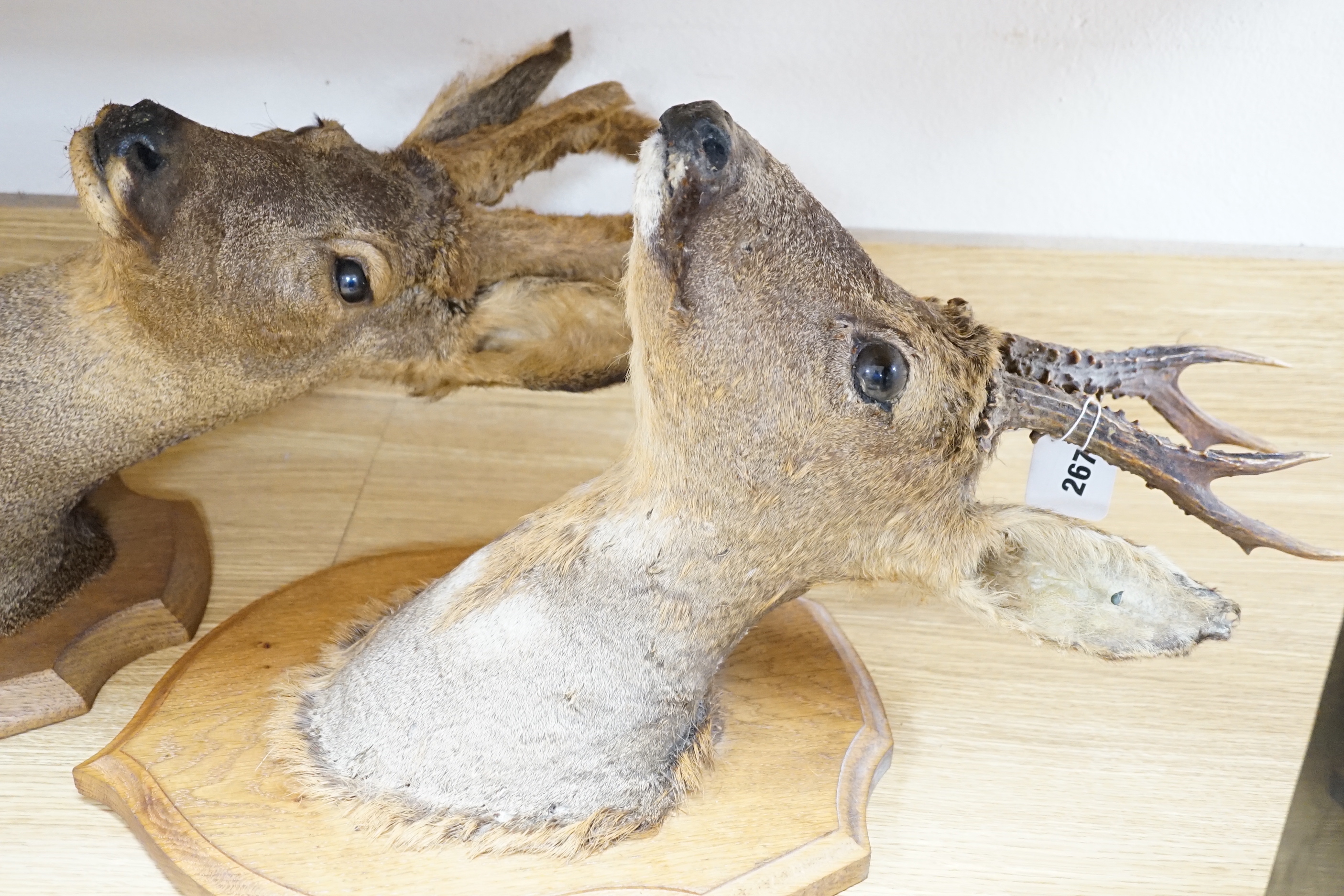 Two mounted taxidermy deer heads